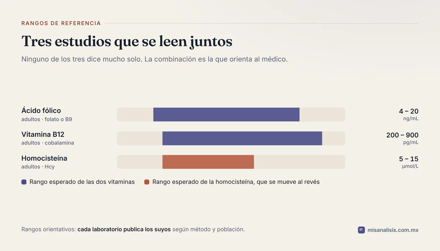Tres rangos de referencia, cada uno en su pista: ácido fólico de 4 a 20 ng/mL, vitamina B12 de 200 a 900 pg/mL y homocisteína de 5 a 15 µmol/L.