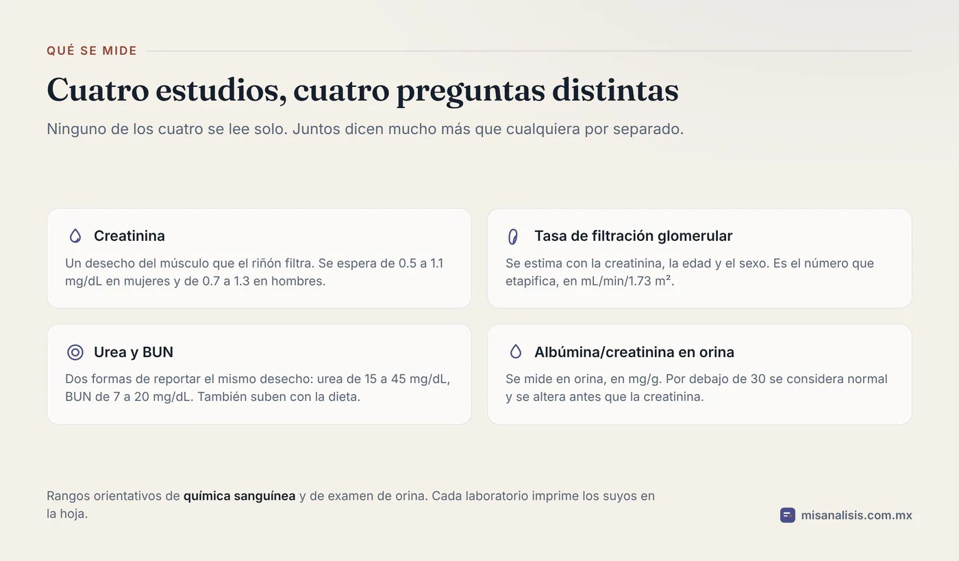 Cuatro estudios de función renal con sus rangos: creatinina de 0.5 a 1.3 mg/dL según el sexo, TFG en mL/min/1.73 m², urea de 15 a 45 mg/dL con BUN de 7 a 20, y albúmina en orina por debajo de 30 mg/g.