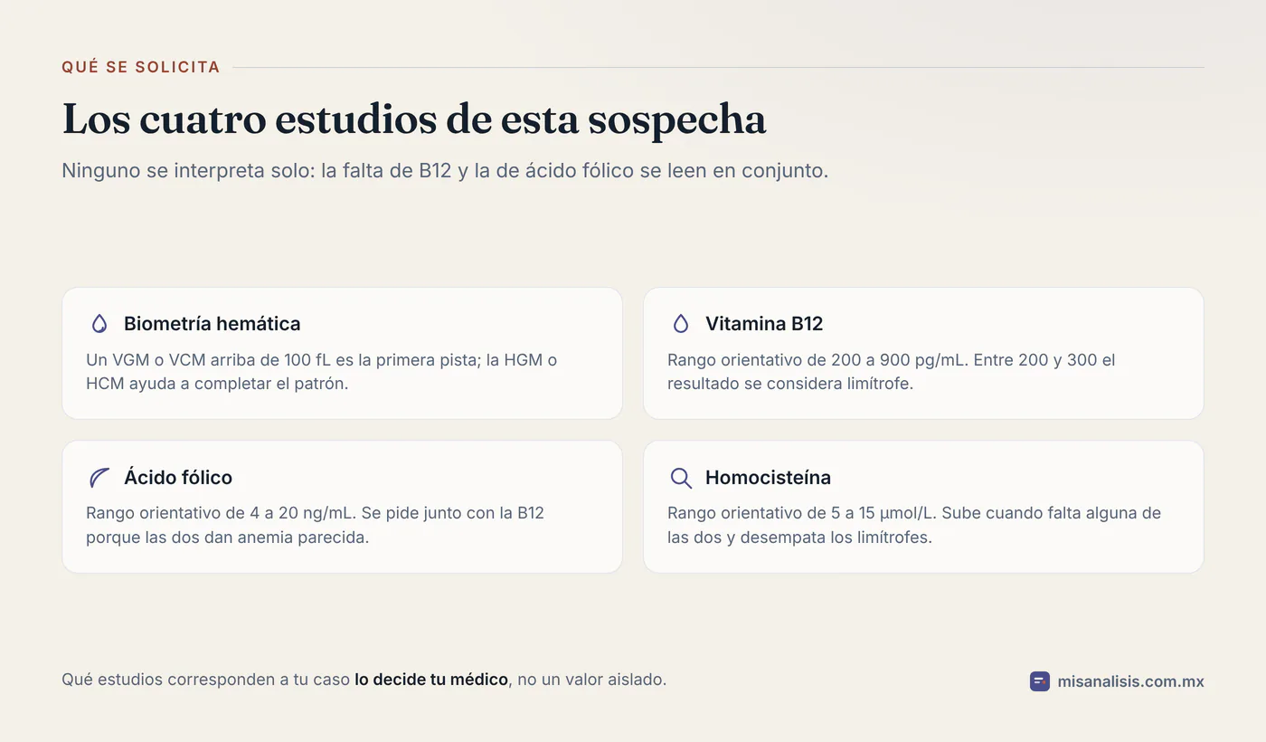 Cuatro estudios que se solicitan ante la sospecha de falta de vitamina B12 o de ácido fólico: biometría hemática con VGM o VCM alto, vitamina B12, ácido fólico y homocisteína.