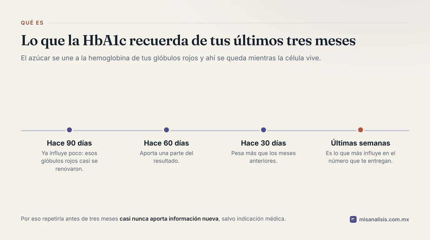 Línea de tiempo de noventa días que muestra cómo la hemoglobina glucosilada pesa más las últimas semanas que las primeras.