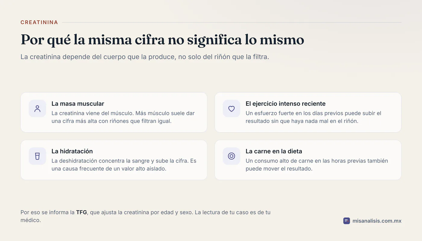 Cuatro factores que mueven la creatinina sin que el riñón esté enfermo: la masa muscular, el ejercicio intenso reciente, la hidratación y el consumo alto de carne.