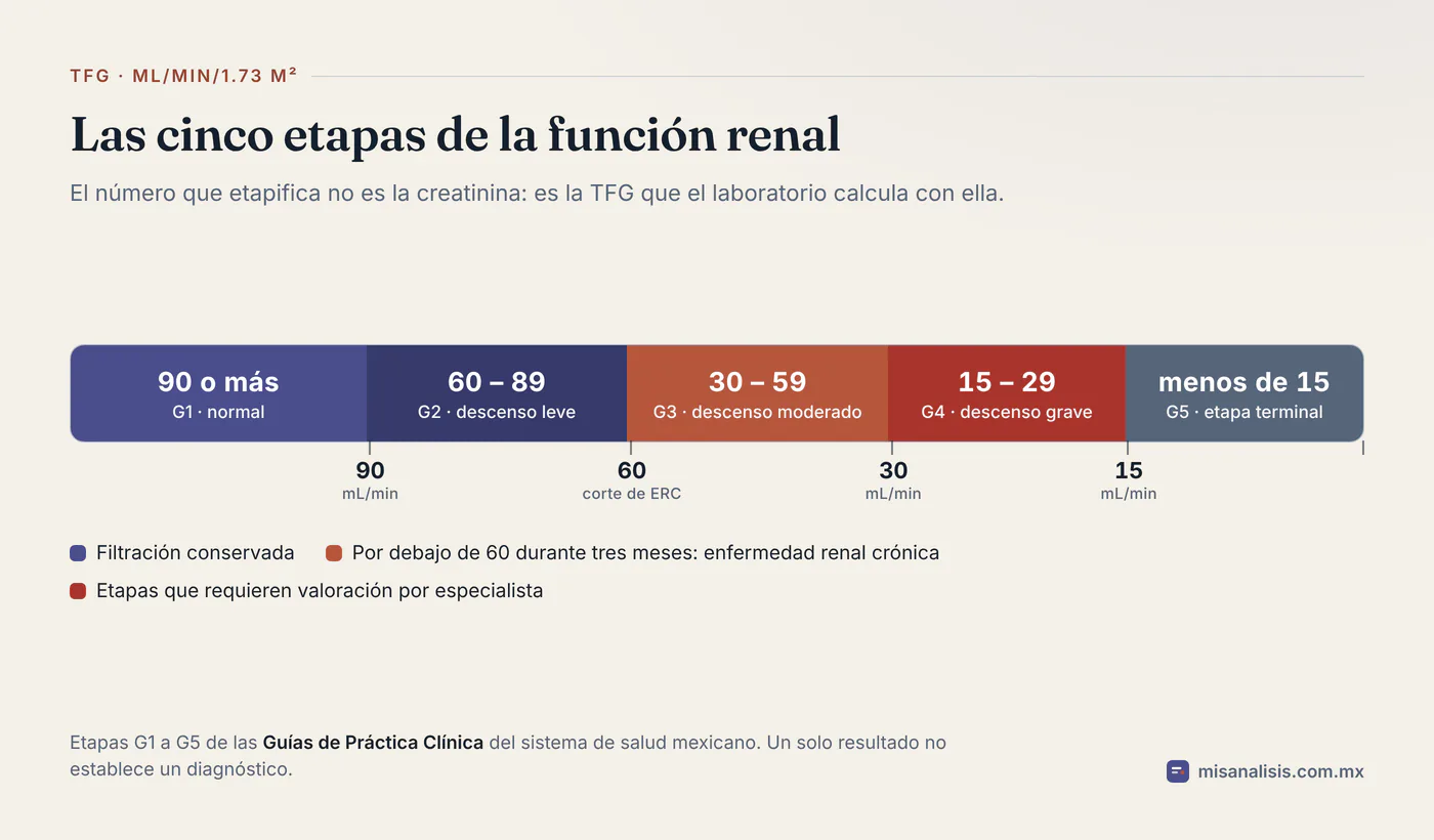 Escala de la tasa de filtración glomerular con cinco etapas: G1 con 90 o más, G2 de 60 a 89, G3 de 30 a 59, G4 de 15 a 29 y G5 con menos de 15 mL/min/1.73 m².