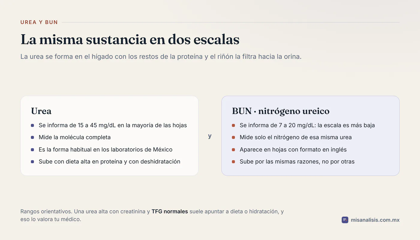 Comparación de dos columnas entre urea, con rango de 15 a 45 mg/dL, y BUN, con rango de 7 a 20 mg/dL, que miden la misma sustancia en escalas distintas.
