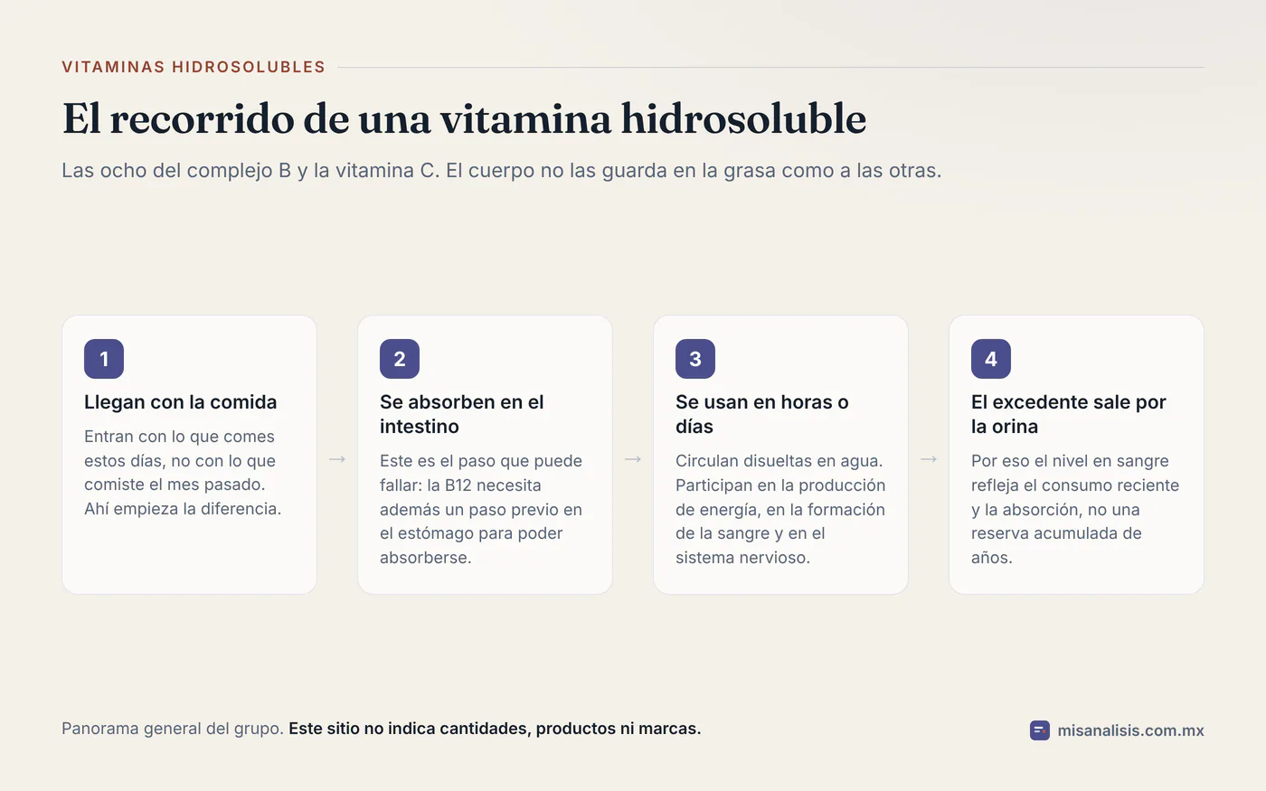 Diagrama de cuatro pasos con el recorrido de una vitamina hidrosoluble: llega con la comida, se absorbe en el intestino, se usa en horas o días y el excedente sale por la orina.